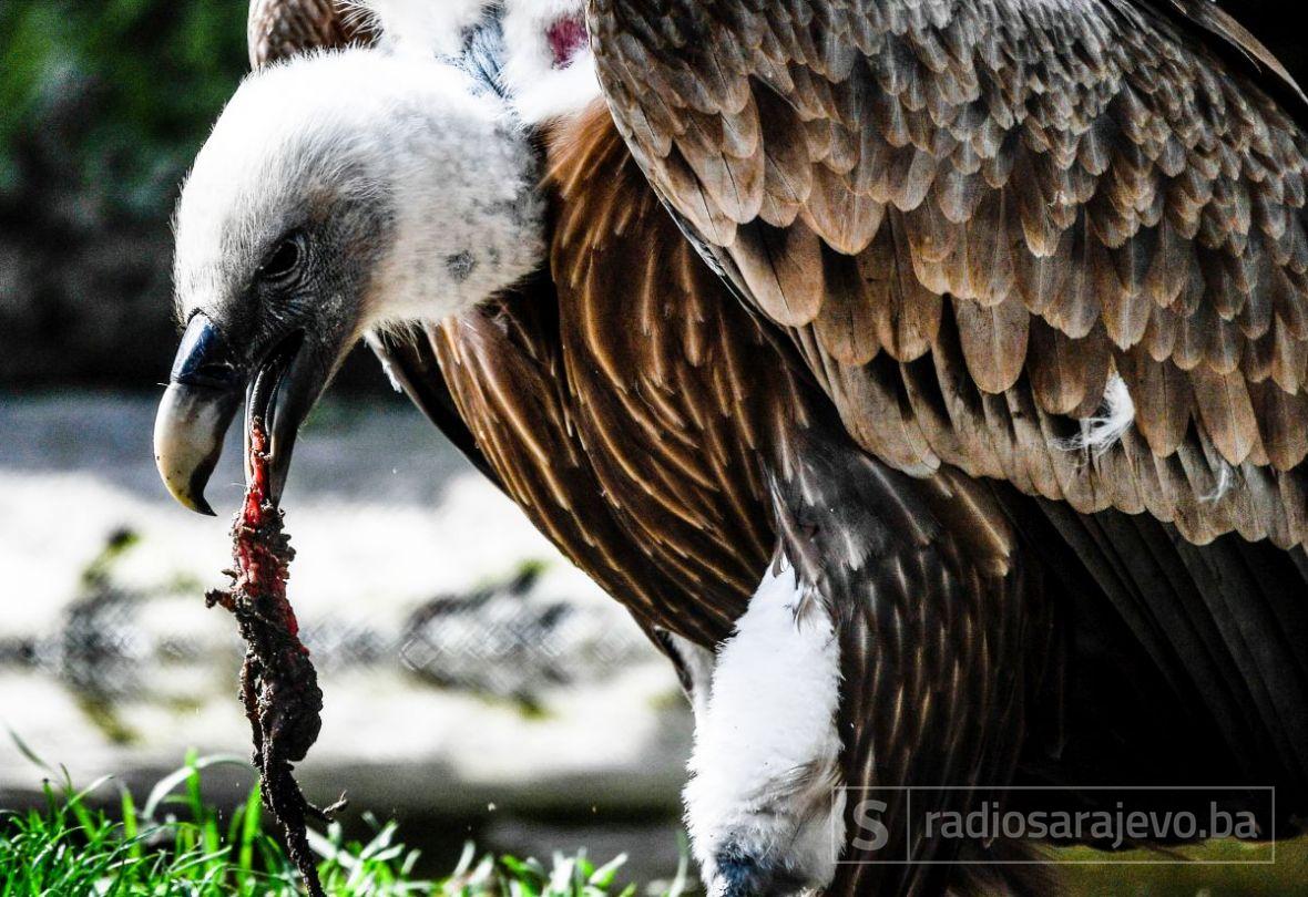 Bjeloglavi sup - undefined